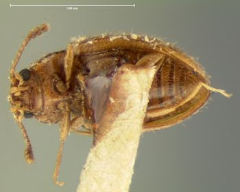 Media type: image;   Entomology 33690 Aspect: habitus ventral view
